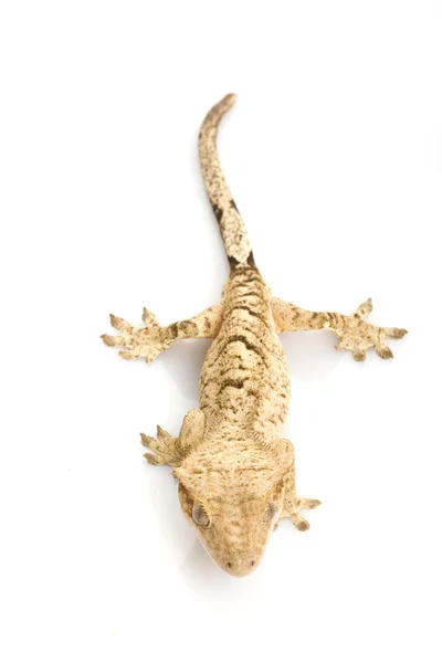 Crested gecko — Zdjęcie stockowe