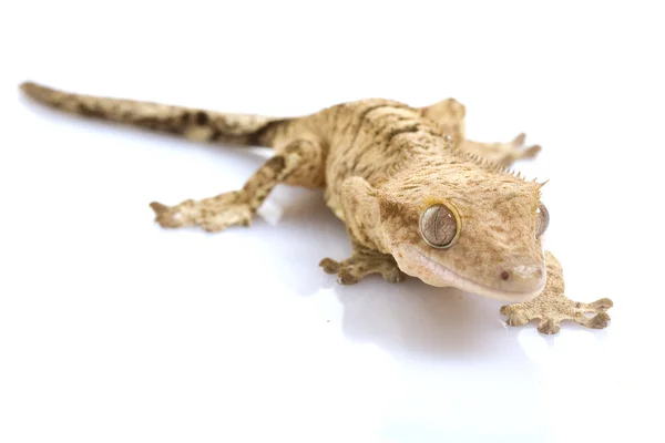 Crested gecko — Zdjęcie stockowe