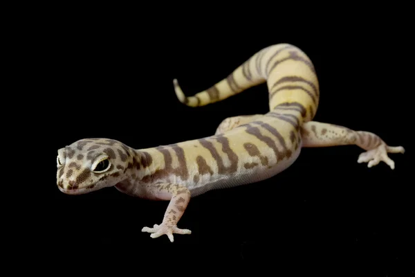 Öken Bandad gecko — Stockfoto