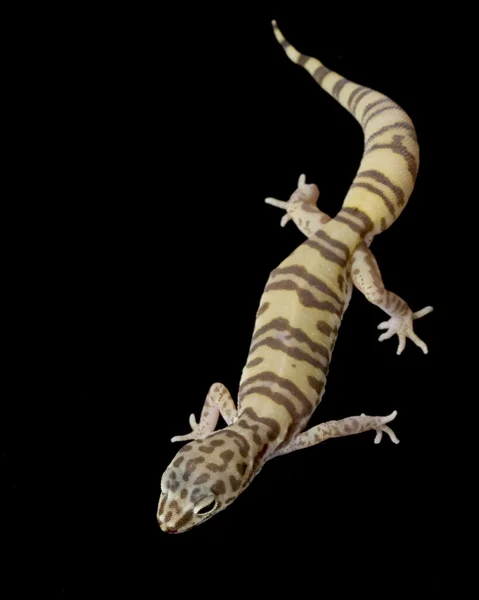 Woestijn gestreepte gecko — Stockfoto