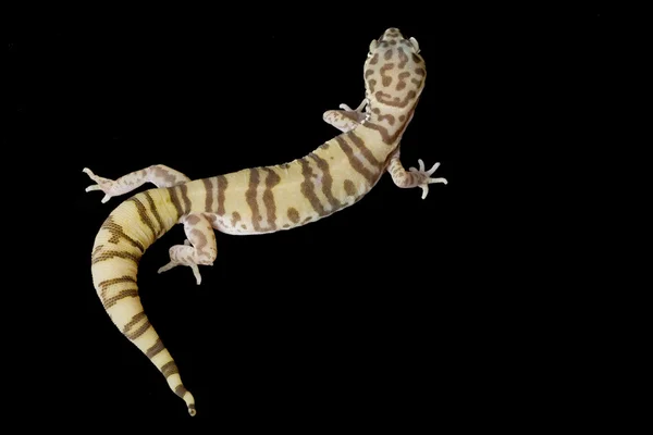 Desert Banded Gecko — Stock Photo, Image