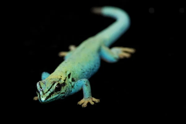 전기 파란색 일 Geckos (Lycodactylus williamsi) — 스톡 사진