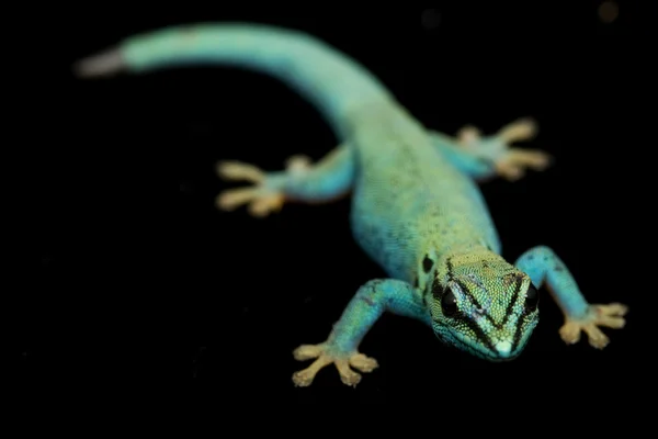 Elektromos kék nap gekkók (Lycodactylus williamsi) — Stock Fotó