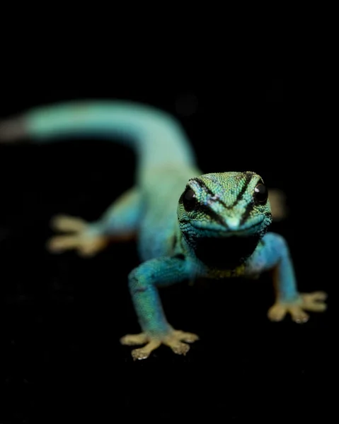 전기 파란색 일 Geckos (Lycodactylus williamsi) — 스톡 사진
