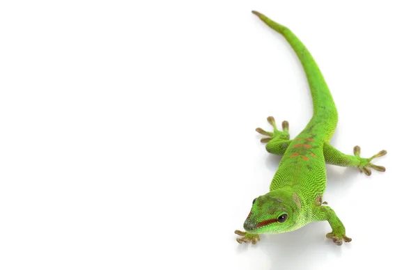 Gecko de jour géant — Photo