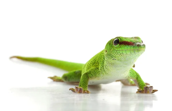 Geco de día gigante — Foto de Stock