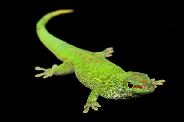 Gecko de dia gigante — Fotografia de Stock
