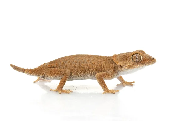 Přilbou gecko — Stock fotografie