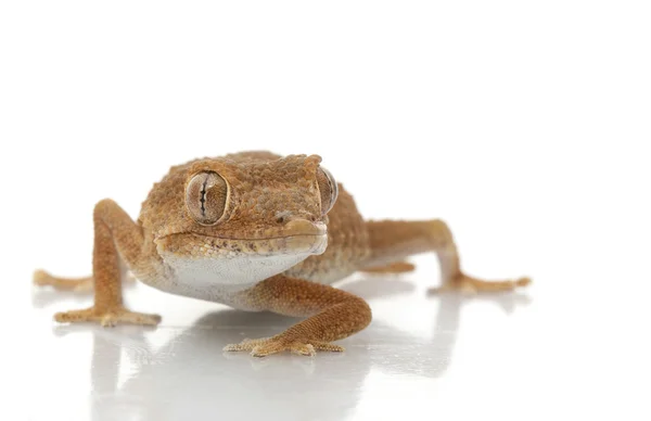 Gecko com capacete — Fotografia de Stock
