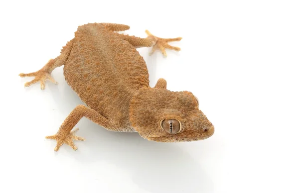 Casco Gecko — Foto de Stock