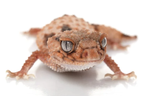 Gecko s obvázaným ocasem — Stock fotografie