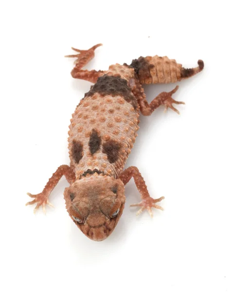 Gecko de cauda de botão lixado — Fotografia de Stock