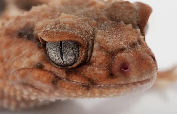 볼품없는 꼬리 도마뱀붙이 — 스톡 사진