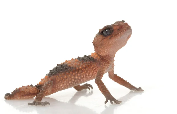 Gecko de cauda de botão lixado — Fotografia de Stock