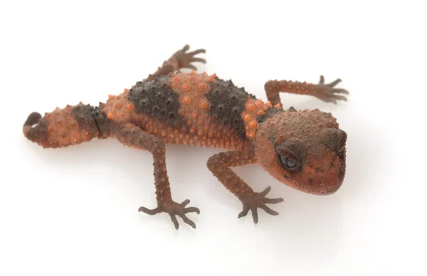 Gecko de cauda de botão lixado — Fotografia de Stock