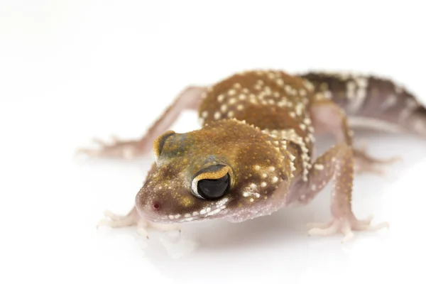 Havlayan Gecko (Nephrurus milii) — Stok fotoğraf