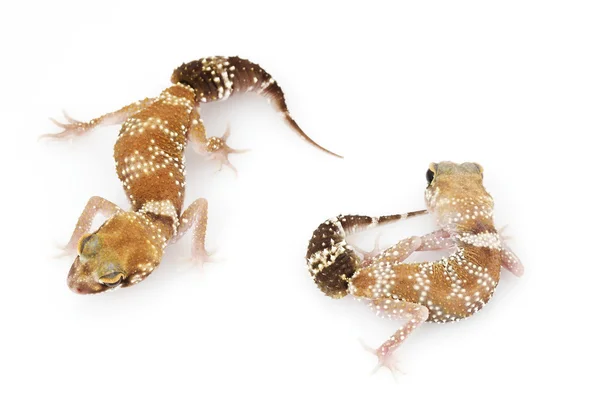 Szczekanie Gecko (Nephrurus okazały) — Zdjęcie stockowe