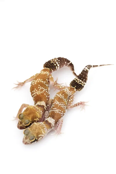 Barking Gecko (Nephrurus milii) — Stock Photo, Image