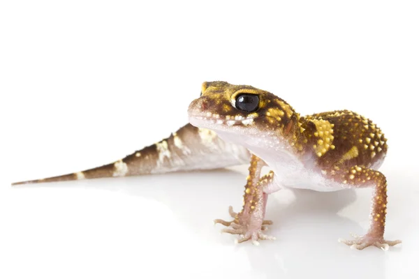 Gecko a ladrar — Fotografia de Stock