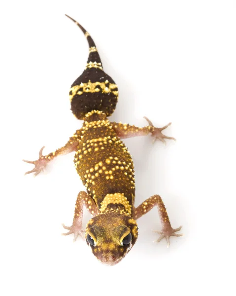Bellender Gecko — Stockfoto