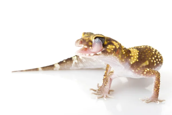 Ladridos Gecko —  Fotos de Stock