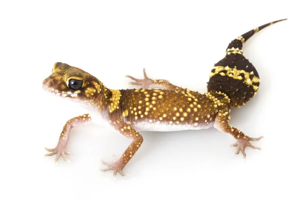 Štěkající gecko — Stock fotografie