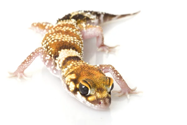 Bellender Gecko — Stockfoto