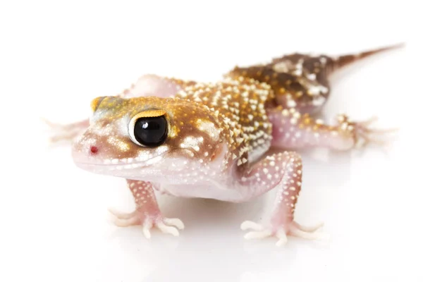 Gecko a ladrar — Fotografia de Stock