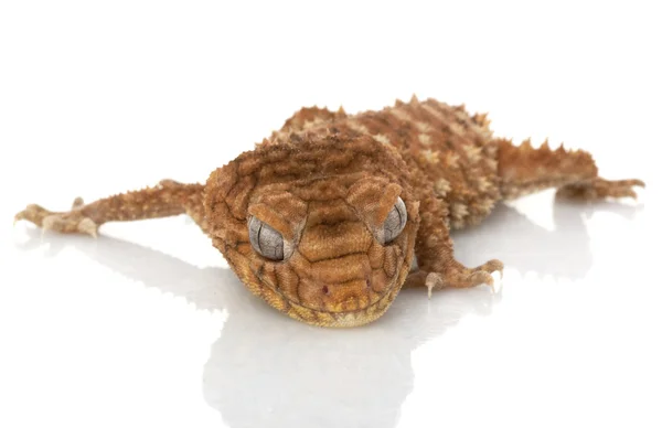 Centralian kaba topuz kuyruklu gecko — Stok fotoğraf