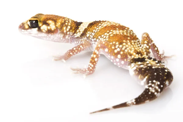Gecko aboyant — Photo