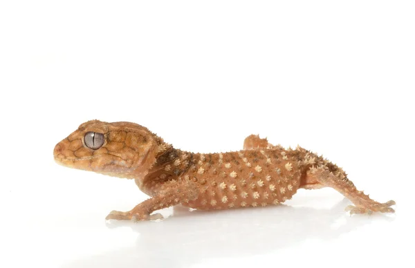 Pomo áspero cola Gecko — Foto de Stock