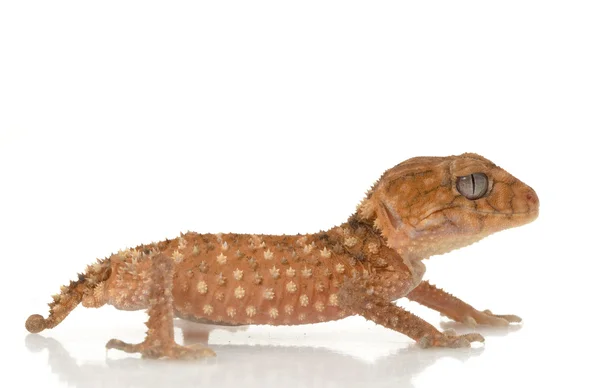 Pomo áspero cola Gecko — Foto de Stock