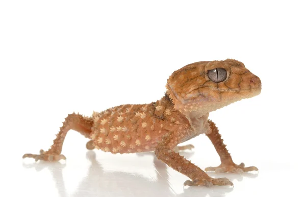 Gecko de rabo de botão áspero — Fotografia de Stock