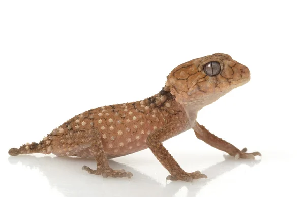 Gecko de rabo de botão áspero — Fotografia de Stock