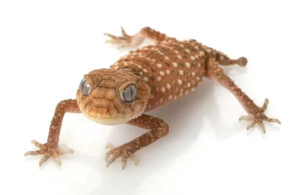 Rude Gecko à queue nouée — Photo