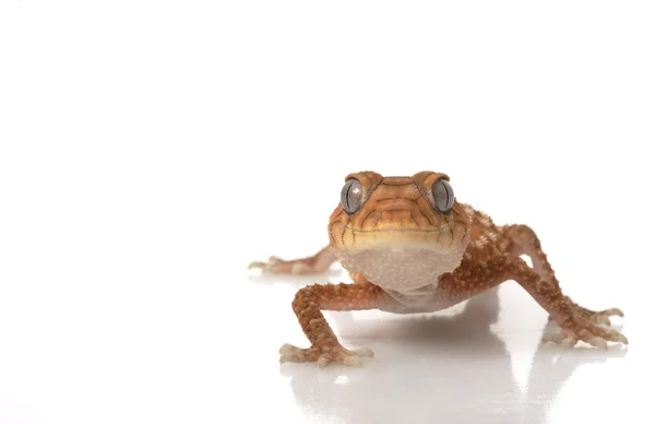 Grov knölsvansad Gecko — Stockfoto