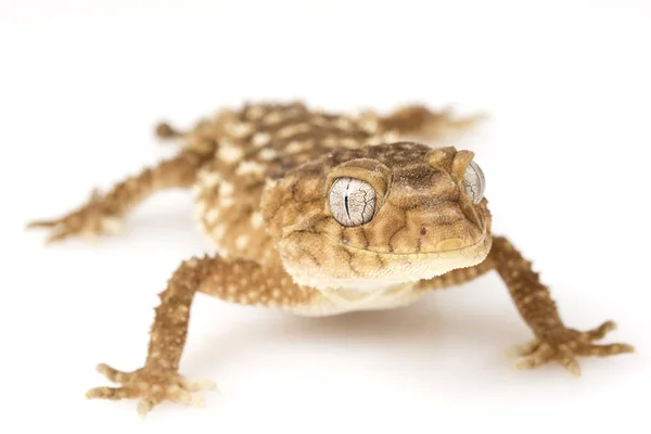 Gecko à queue molle Centralien — Photo