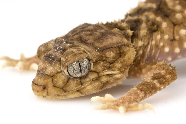 Centralian áspero perilla de cola gecko — Foto de Stock