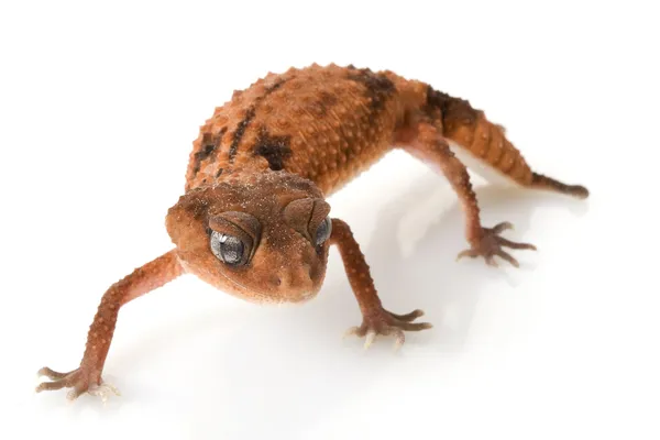 Centralian drsné knoflík sledoval gecko — Stock fotografie