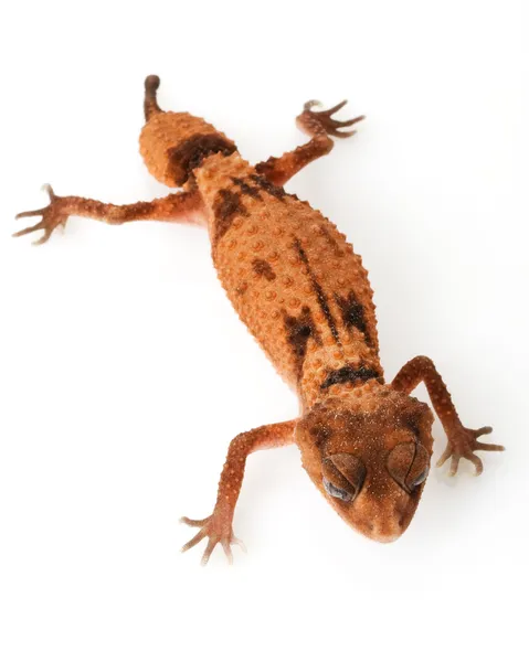 Centralian áspero perilla de cola gecko — Foto de Stock