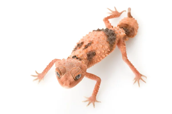 Centralian áspero perilla de cola gecko —  Fotos de Stock