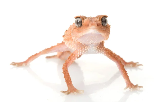 Centralian áspero perilla de cola gecko — Foto de Stock