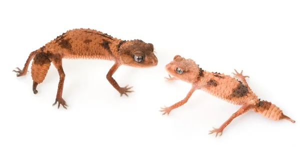 Centralian kaba topuz kuyruklu gecko — Stok fotoğraf