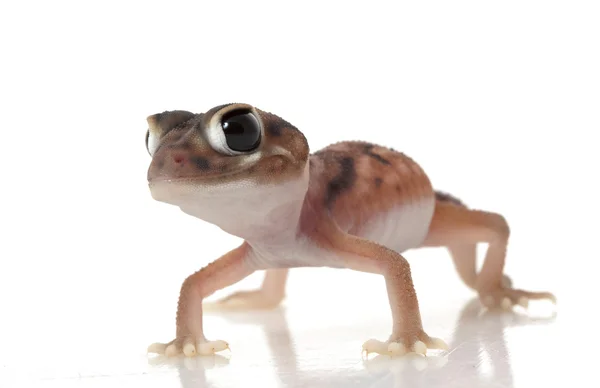 Pernatty Knob Tail Gecko — Fotografia de Stock