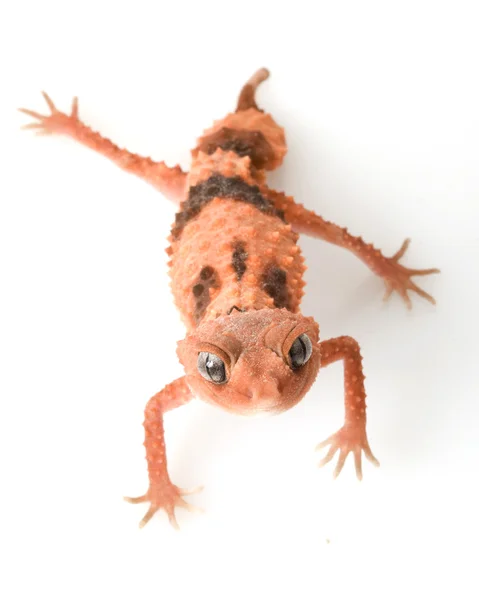 Centralian drsné knoflík sledoval gecko — Stock fotografie