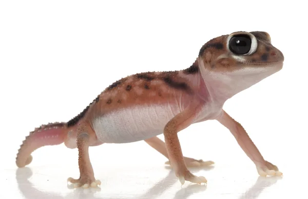 Pernatty gałka tailed gecko — Zdjęcie stockowe