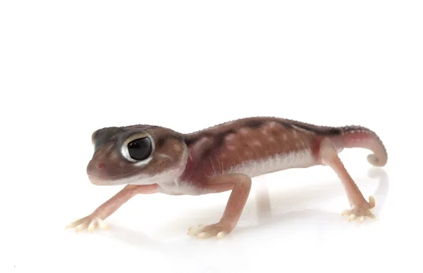 Pernatty topuz kuyruklu gecko — Stok fotoğraf