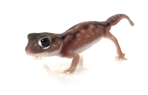 Pernatty knoflík sledoval gecko — Stock fotografie