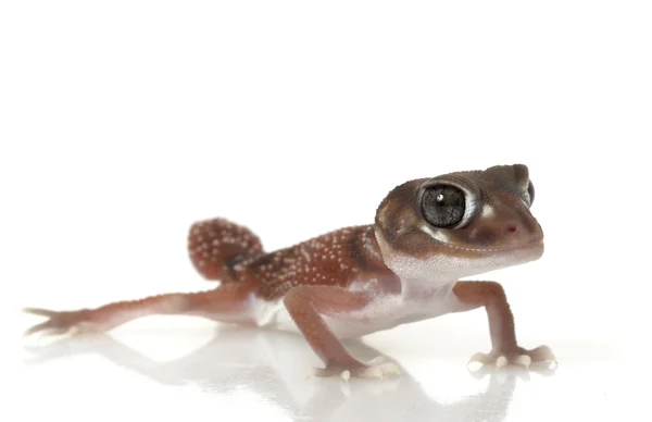 Gecko de cauda lisa — Fotografia de Stock