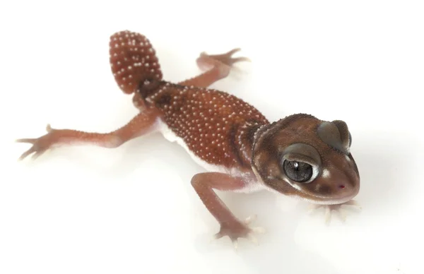 Gecko s hladkým ocasem — Stock fotografie